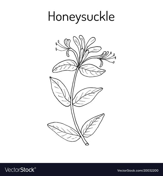 Can someone draw a marigold and honeysuckle flower intertwined in the style  below  rDrawMyTattoo